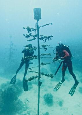 Oris' coral tree with scuba divers in the background